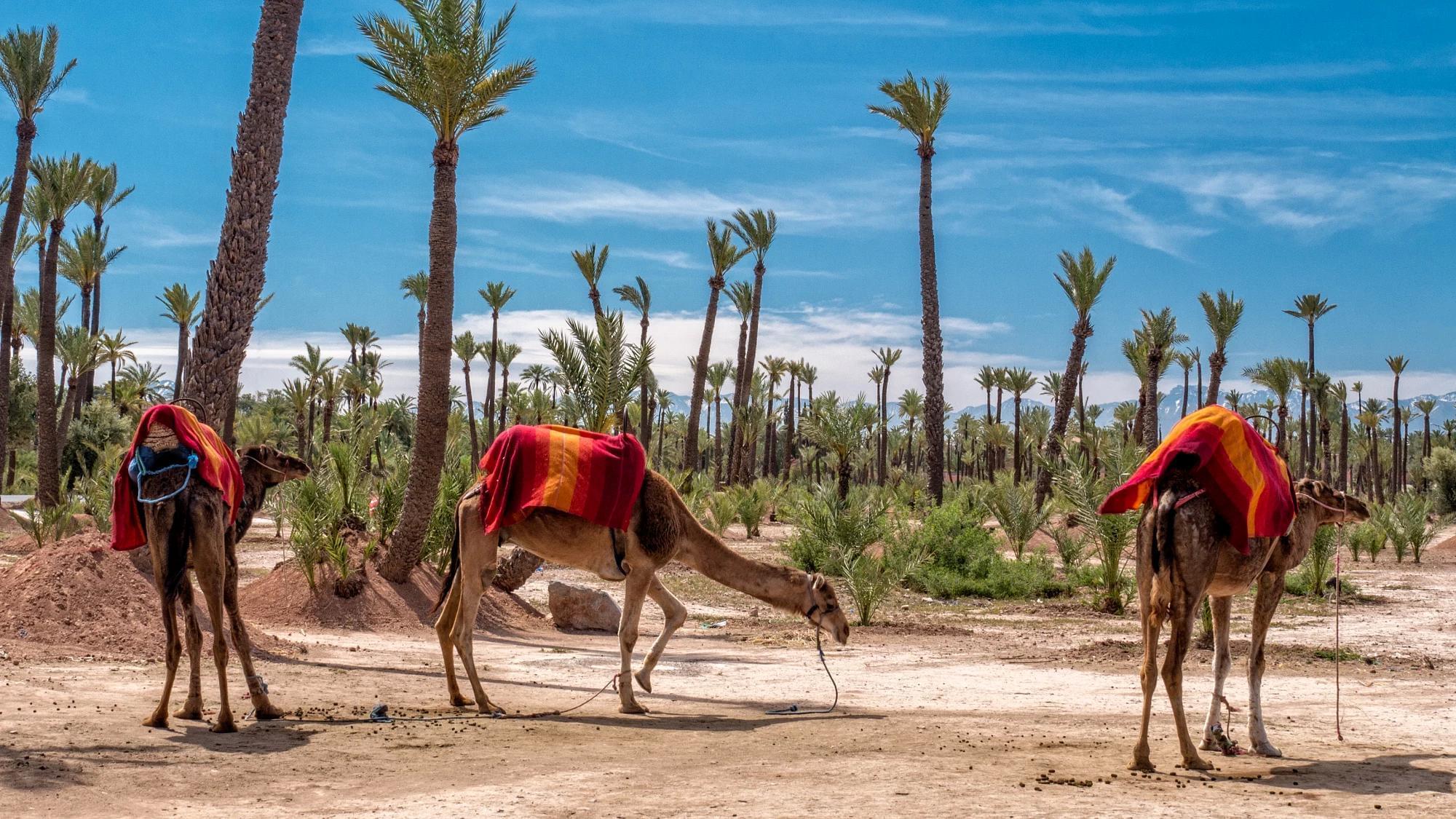 Camel Ride in the Palmeraie of Marrakech