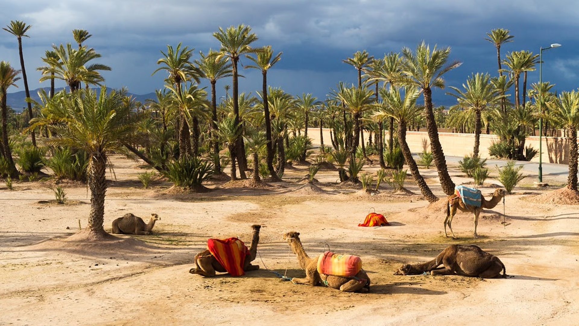 Camel Ride in the Palmeraie of Marrakech