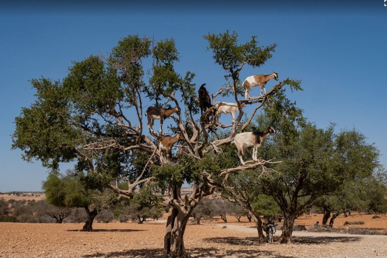 Essaouira Day Trip from Marrakech