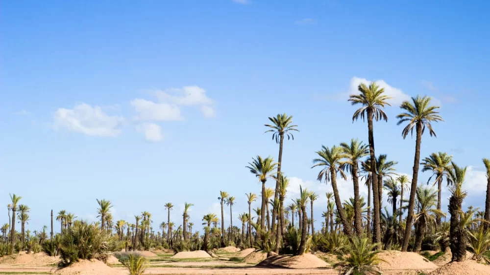 palmeraie-marrakech-maroc