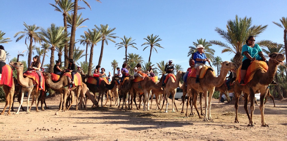 Camel-ride-palm