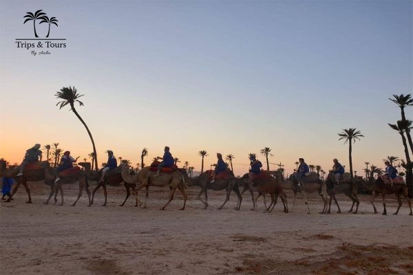 Camel ride in the Palmeraie - Image 5